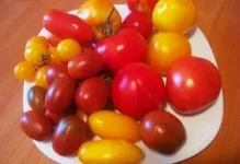 Томат сила-силенна відгуки та фото помідори і опис сорту (відгуки) Томат сила-силенна відгуки та фото помідори і опис сорту