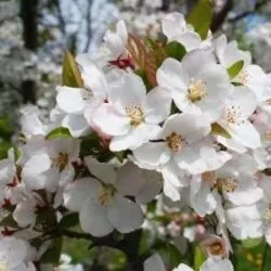Томат сила-силенна фото і відгуки садівників, поради по вирощуванню, достоїнства і недоліки сорти (фото) Томат сила-силенна фото і відгуки садівників, поради по вирощуванню, достоїнства і недоліки сорти