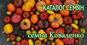 Томат сила-силенна