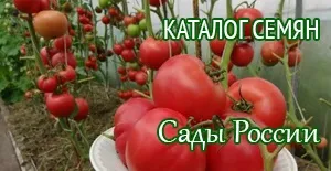 Томат сила-силенна