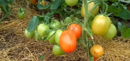 Томат мабуть невидимо (50 фото) опис сорту помідор, відгуки, відео (мабуть) Томат мабуть невидимо (50 фото) опис сорту помідор, відгуки, відео