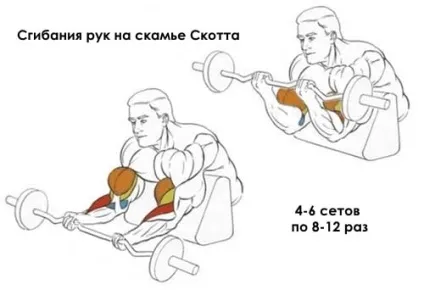 Топ-5 кращих вправ на біцепс на масу - школа тіла - бодібілдинг, спорт, фітнес (біцепс) Топ-5 кращих вправ на біцепс на масу - школа тіла - бодібілдинг, спорт, фітнес