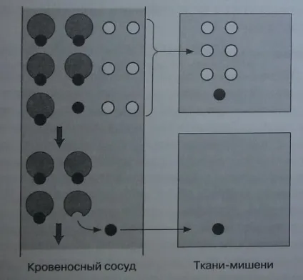 Транспорт гормонів в крові - медичний довідник (рівня транспортних білків) Транспорт гормонів в крові - медичний довідник