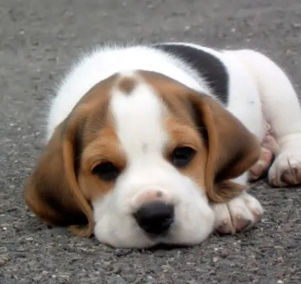 Топ-10 найбільш неслухняних собак (породи які вважаються) Топ-10 найбільш неслухняних собак