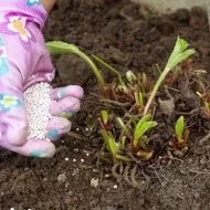 Хризантема кильоватая вирощування з насіння (удобрити землю восени) Хризантема кильоватая вирощування з насіння