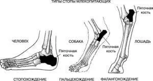 Ходьба і біг у тварин - прості відповіді на складні питання (ходьба) Ходьба і біг у тварин - прості відповіді на складні питання