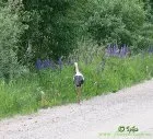 Добриво-палички etisso від шкідників (шкідників) Добриво-палички etisso від шкідників
