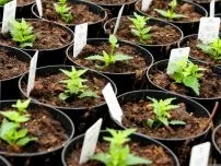 Добрива для підживлення розсади квітів, квіти в саду (садиба) (добрива) Добрива для підживлення розсади квітів, квіти в саду (садиба)