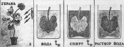 Урок по темі - фотосинтез (утворюються органічні речовини) Урок по темі - фотосинтез