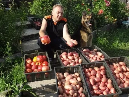 Унікальна технологія посадки картоплі