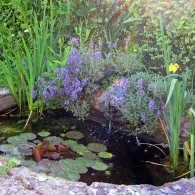 Пристрій декоративного водоймища (Пристрій декоративного водоймища) Пристрій декоративного водоймища