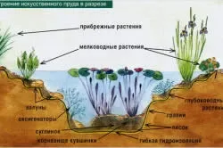 Пристрій штучного водоймища на садовій ділянці (штучного) Пристрій штучного водоймища на садовій ділянці