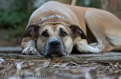 У собаки болить зуб що робити, як лікувати
