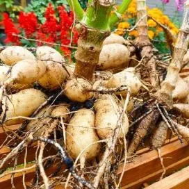 Догляд за багаторічними жоржинами (підготовка бульб жоржин до посадки) Догляд за багаторічними жоржинами
