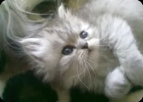 Догляд за перськими кошенятами