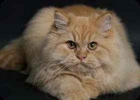 Догляд за перськими кошенятами