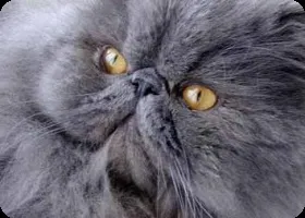 Догляд за перськими кошенятами