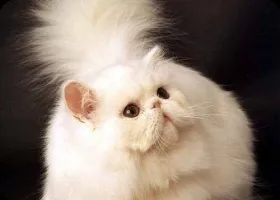 Догляд за перськими кошенятами