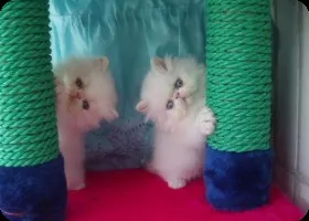 Догляд за перськими кошенятами