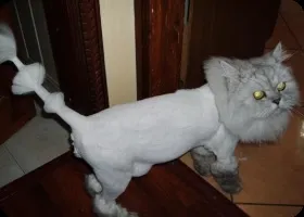 Догляд за перськими кошенятами