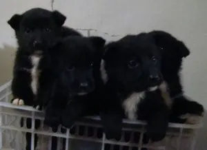 Догляд за східно-сибірської лайкою опис породи, зміст і фото (східно-сибірської) Догляд за східно-сибірської лайкою опис породи, зміст і фото