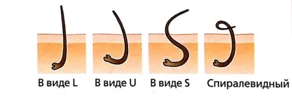 Вразливий і незнищенний людську волосину структура, типи і життєвий цикл волосся, волохатий питання (структура) Вразливий і незнищенний людську волосину структура, типи і життєвий цикл волосся, волохатий питання