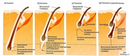 Вразливий і незнищенний людську волосину структура, типи і життєвий цикл волосся, волохатий питання (волосся) Вразливий і незнищенний людську волосину структура, типи і життєвий цикл волосся, волохатий питання