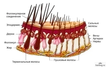 Вразливий і незнищенний людську волосину структура, типи і життєвий цикл волосся, волохатий питання (структура) Вразливий і незнищенний людську волосину структура, типи і життєвий цикл волосся, волохатий питання