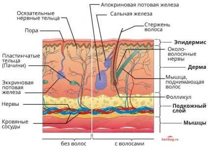 Вразливий і незнищенний людську волосину структура, типи і життєвий цикл волосся, волохатий питання (цикл) Вразливий і незнищенний людську волосину структура, типи і життєвий цикл волосся, волохатий питання