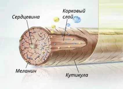 Вразливий і незнищенний людську волосину структура, типи і життєвий цикл волосся, волохатий питання (структура) Вразливий і незнищенний людську волосину структура, типи і життєвий цикл волосся, волохатий питання