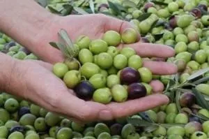 У чому різниця маслин і оливок і що корисніше з них (оливок) У чому різниця маслин і оливок і що корисніше з них