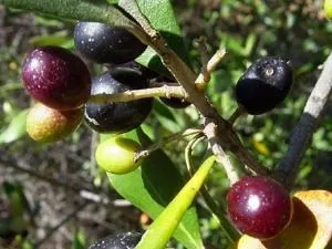 У чому різниця маслин і оливок і що корисніше з них (відміну маслин від оливок) У чому різниця маслин і оливок і що корисніше з них