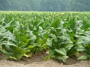 У чому відмінність трубки від сигарет (трубку курять затяжку) У чому відмінність трубки від сигарет