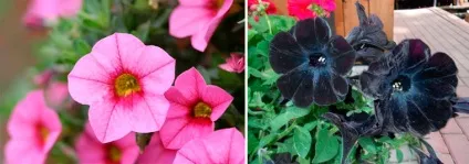 Вертикальні клумби для петунії своїми руками (своїми) Вертикальні клумби для петунії своїми руками