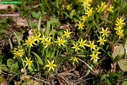 Весняний сад - ландшафтний дизайн своїми руками (весняні квіти) Весняний сад - ландшафтний дизайн своїми руками