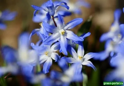 Весняний сад - ландшафтний дизайн своїми руками (весняні квіти) Весняний сад - ландшафтний дизайн своїми руками