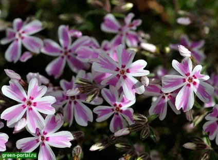 Весняний сад - ландшафтний дизайн своїми руками (весняні квіти) Весняний сад - ландшафтний дизайн своїми руками