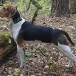 Веймаранер фото, опис породи, характеру, догляду, ціни (веймаранер) Веймаранер фото, опис породи, характеру, догляду, ціни