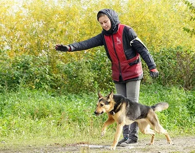 Вигул собак з інструктором-кінологом (Кінологічного центру «Розумний) Вигул собак з інструктором-кінологом