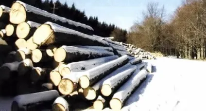 вибираємо деревину