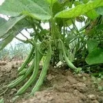 Вирощування квасолі 1