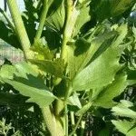 Вирощування розсади черешкові селери, посадка, день дачника (черешкового) Вирощування розсади черешкові селери, посадка, день дачника
