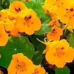 Вирощування петунії на балконі догляд своїми руками (догляд) Вирощування петунії на балконі догляд своїми руками