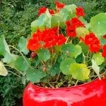 Вирощування петунії на балконі догляд своїми руками (своїми) Вирощування петунії на балконі догляд своїми руками