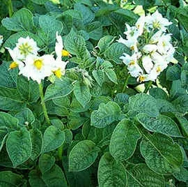 Вирощування насіннєвої картоплі (вирощування) Вирощування насіннєвої картоплі