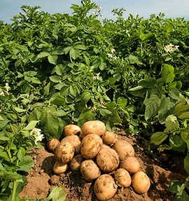 Вирощування насіннєвої картоплі (насіннєвого) Вирощування насіннєвої картоплі