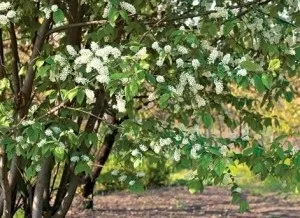 вирощування черемхи
