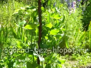 Вирощування гороху на дачі посадка і догляд (гороху) Вирощування гороху на дачі посадка і догляд