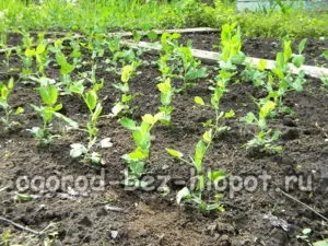 Вирощування гороху на дачі посадка і догляд (вирощування) Вирощування гороху на дачі посадка і догляд