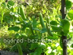Вирощування гороху на дачі посадка і догляд (посадка) Вирощування гороху на дачі посадка і догляд